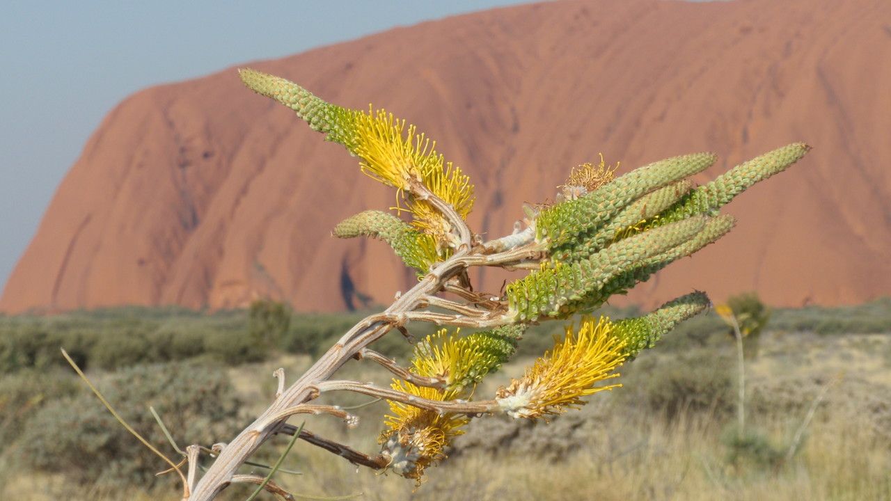 Grevillea eriostachya — search result for 'Grevillea'