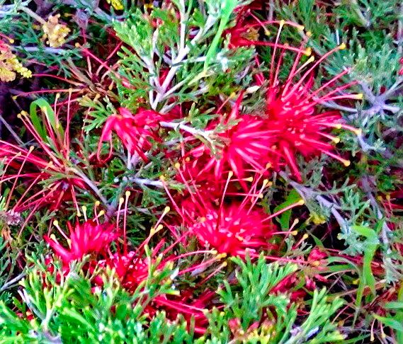 Grevillea preissii — search result for 'Grevillea'