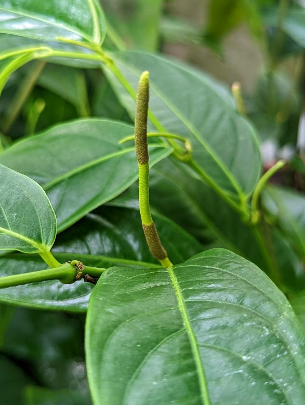 Piper perlasense flower