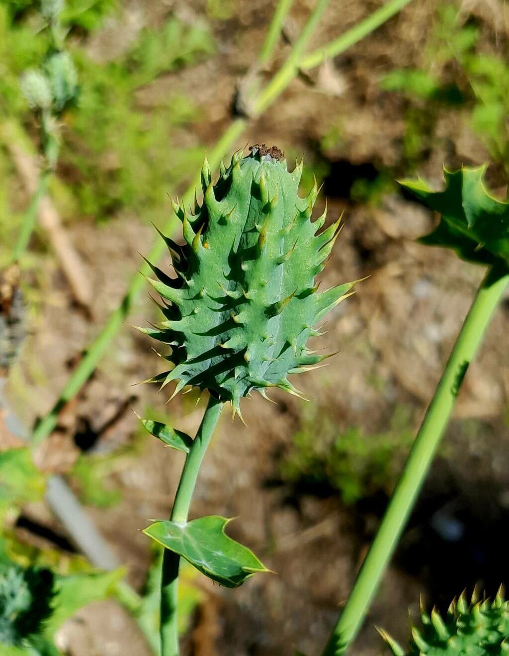 Argemone polyanthemos fruit