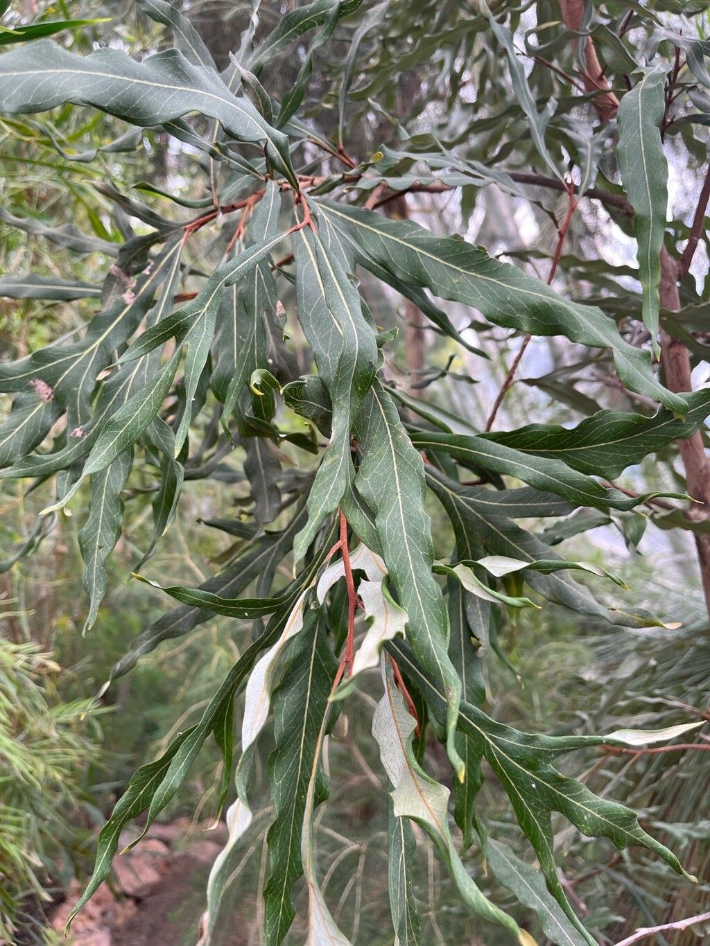 Grevillea hilliana leaf
