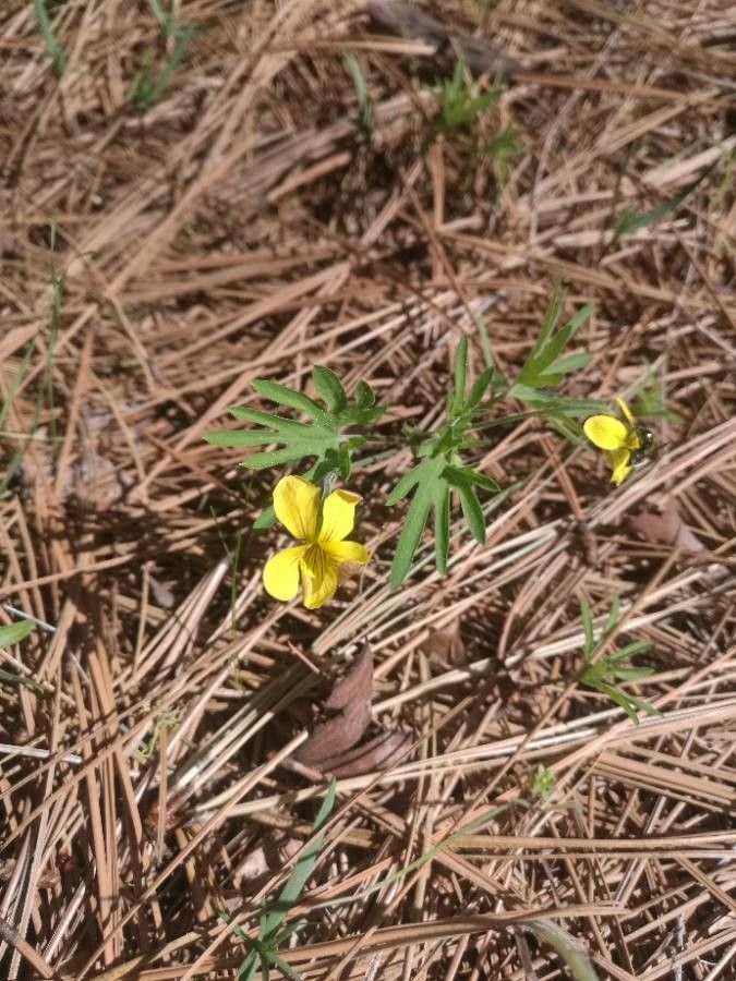Viola lobata flower