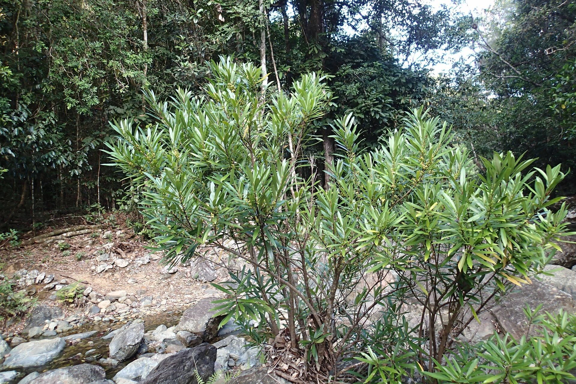 Hedycarya rivularis habit