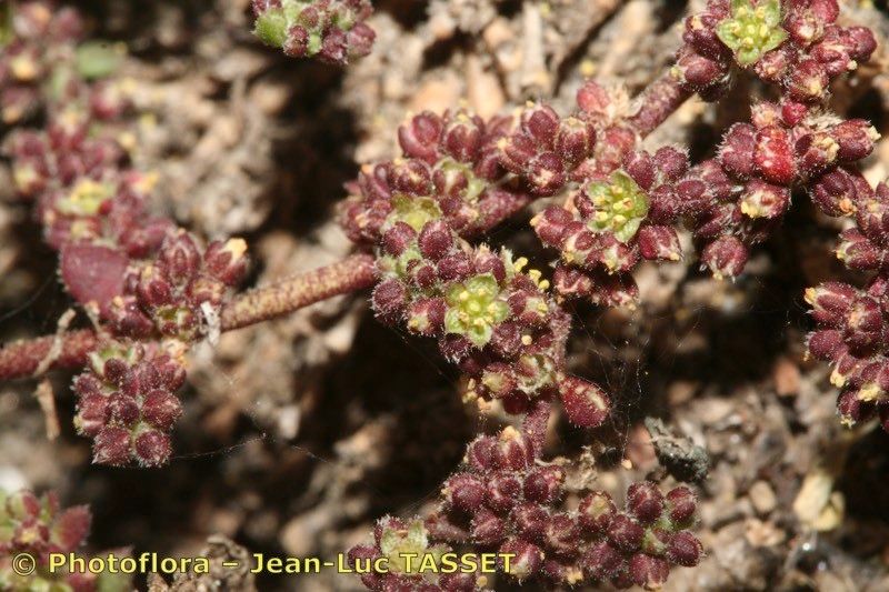 Herniaria boissieri — related species from the same genus