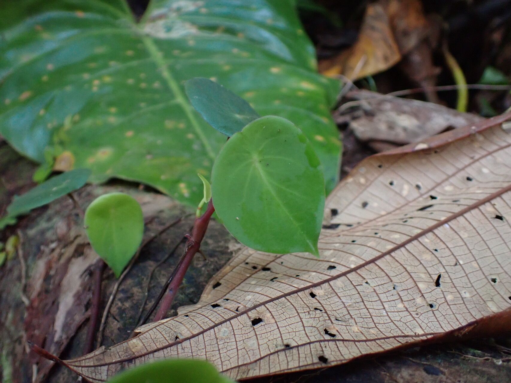 Peperomia hernandiifolia leaf