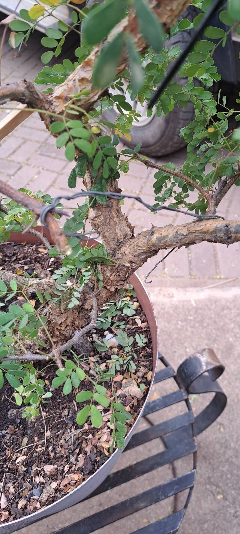 Senegalia burkei leaf