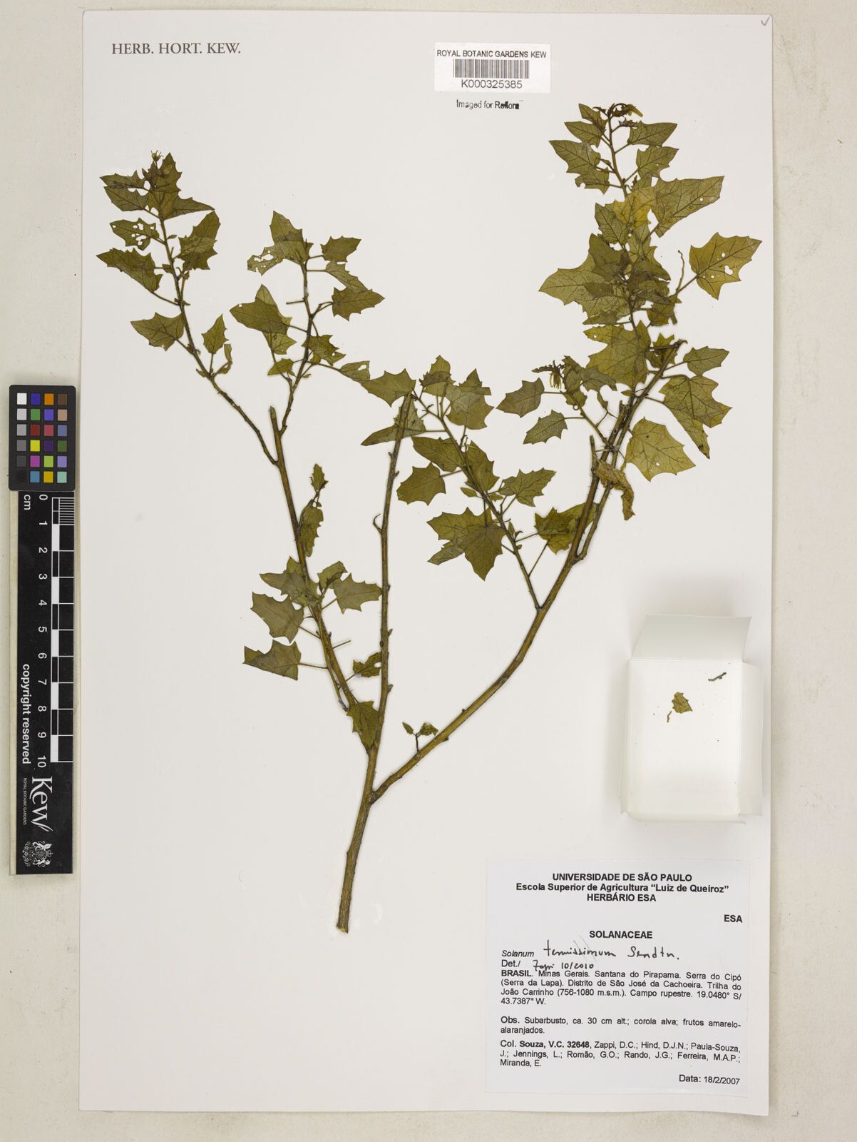 Solanum tenuissimum — houseplant care guide