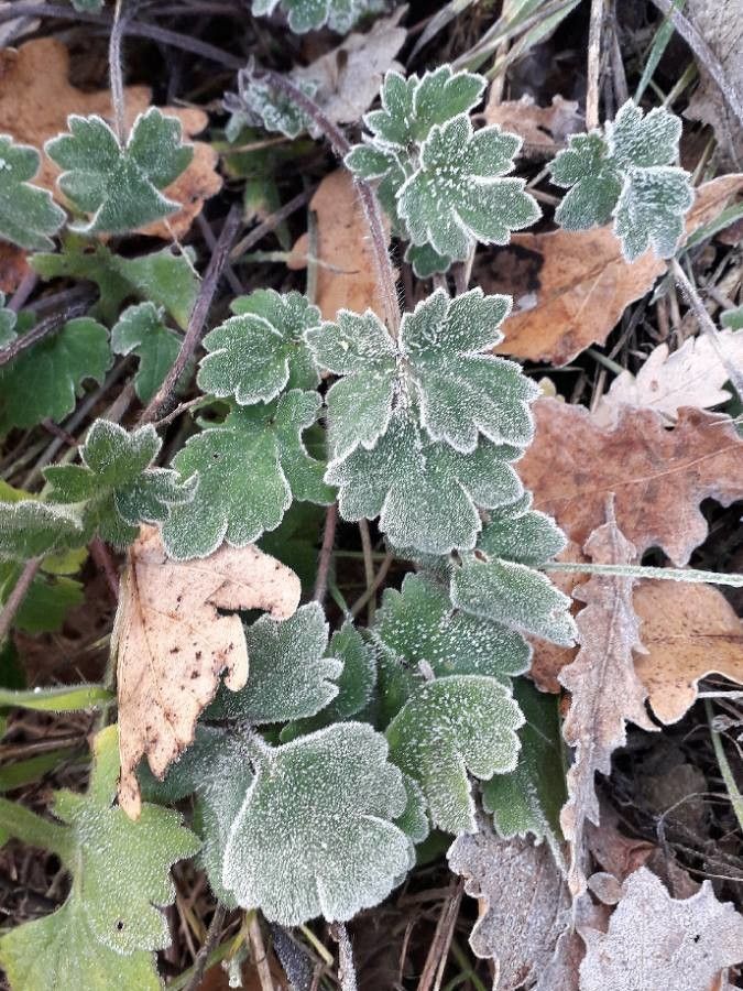 Ranunculus monspeliacus — houseplant care guide