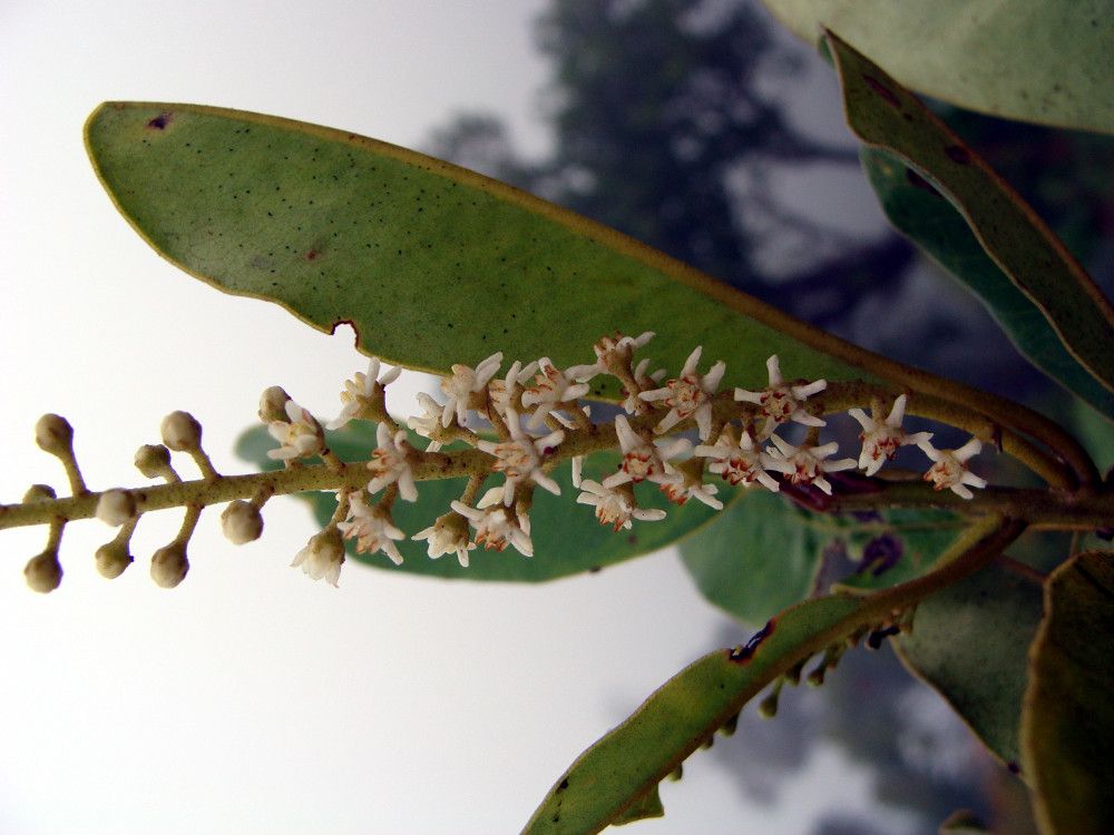 Quintinia parviflora fruit