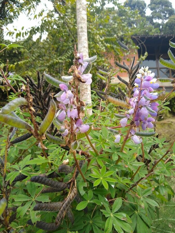 Lupinus perennis fruit