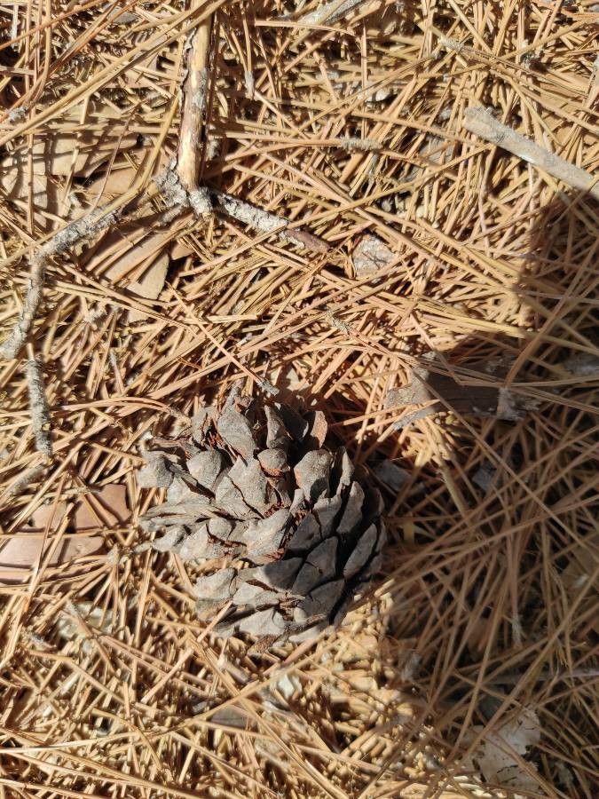 Pinus thunbergii fruit