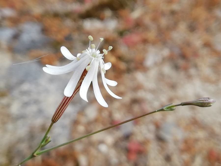 Silene apetala flower