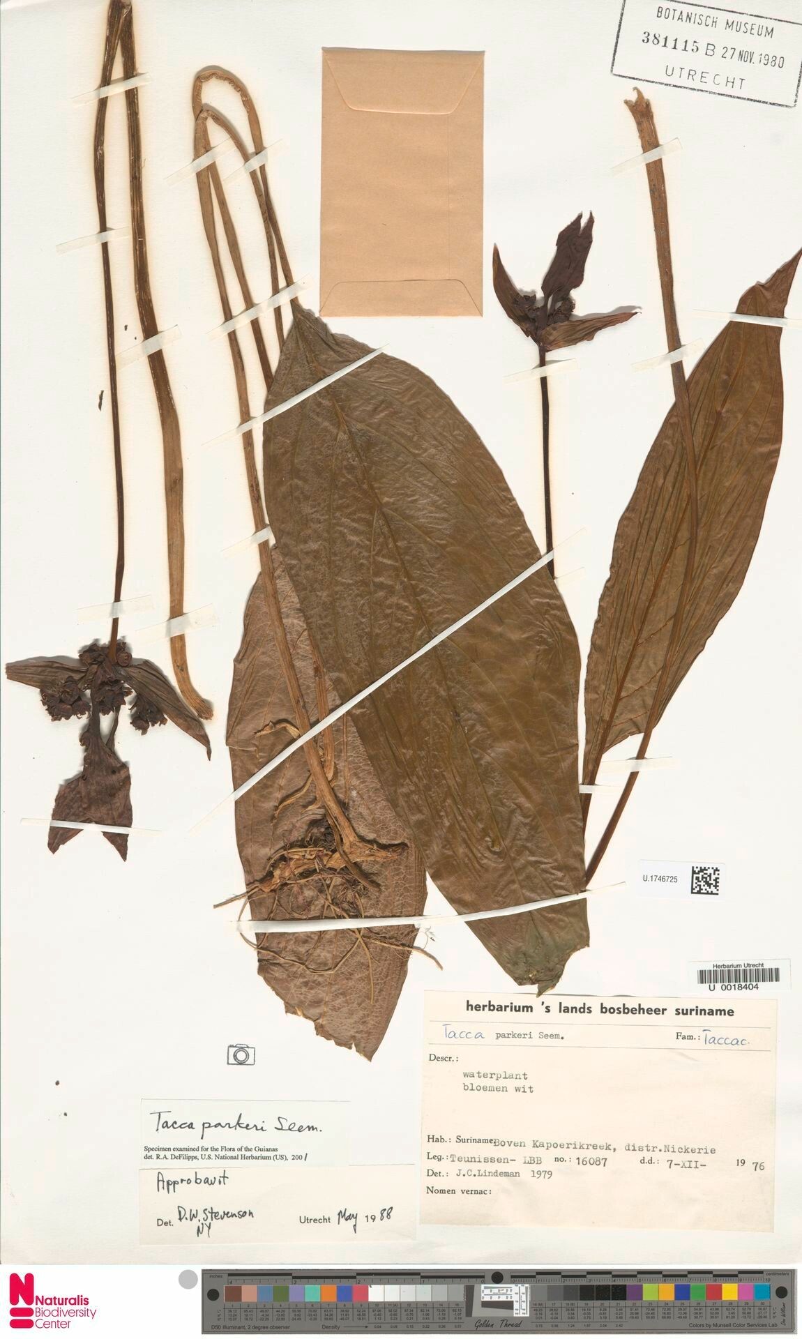 Tacca parkeri flower