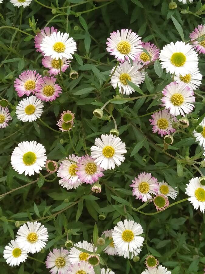 Erigeron karvinskianus flower