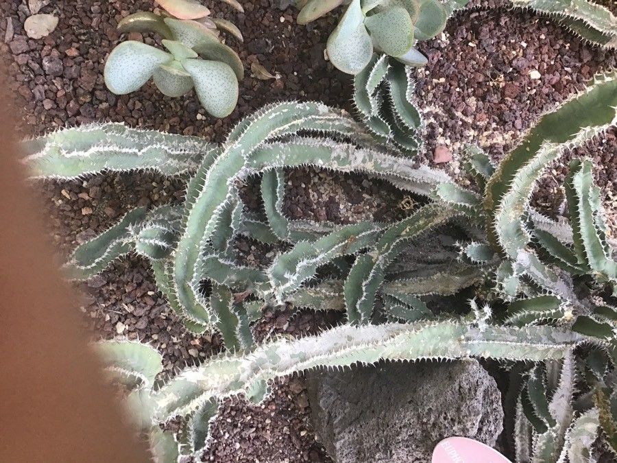 Euphorbia parciramulosa leaf