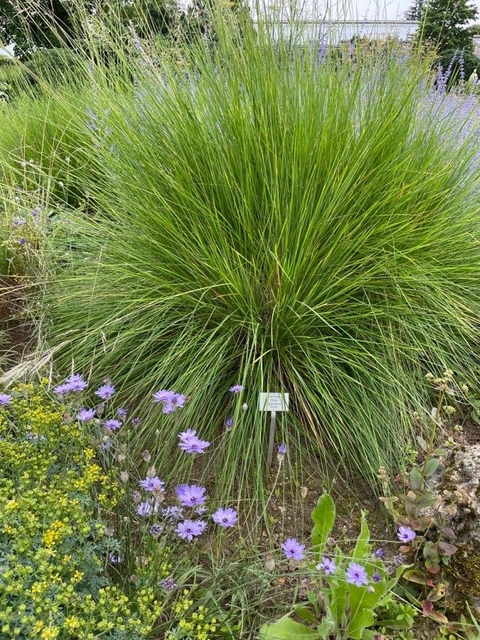 Stipa splendens — search result for 'Stipa'