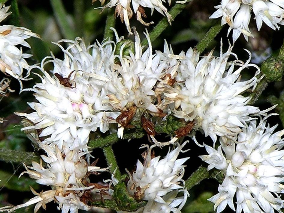 Vernonanthura patens flower