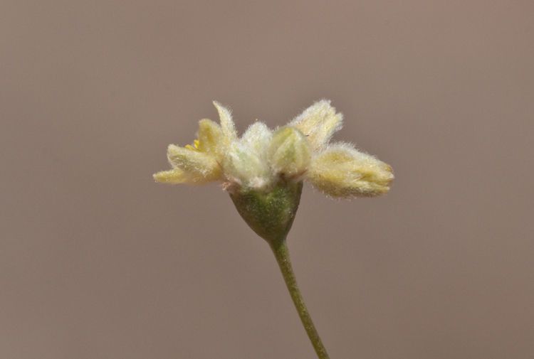 Eriogonum havardii flower