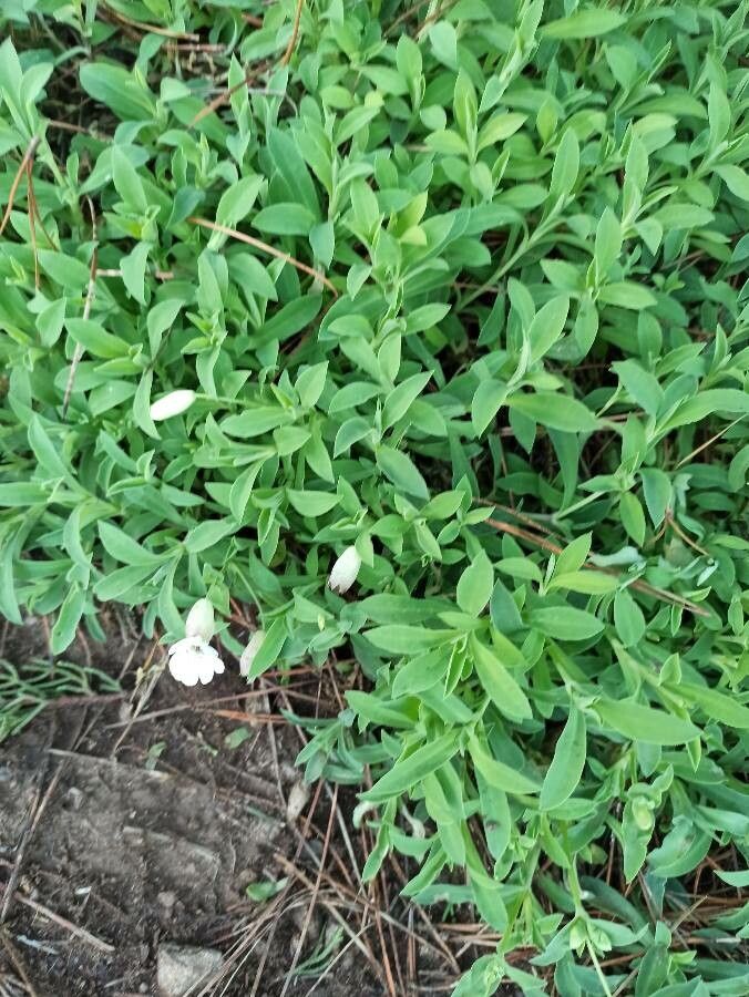Silene uniflora leaf