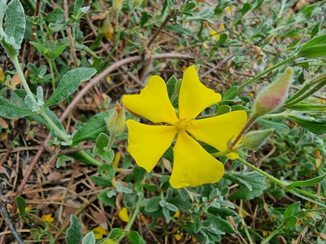 Cistus lasianthus flower