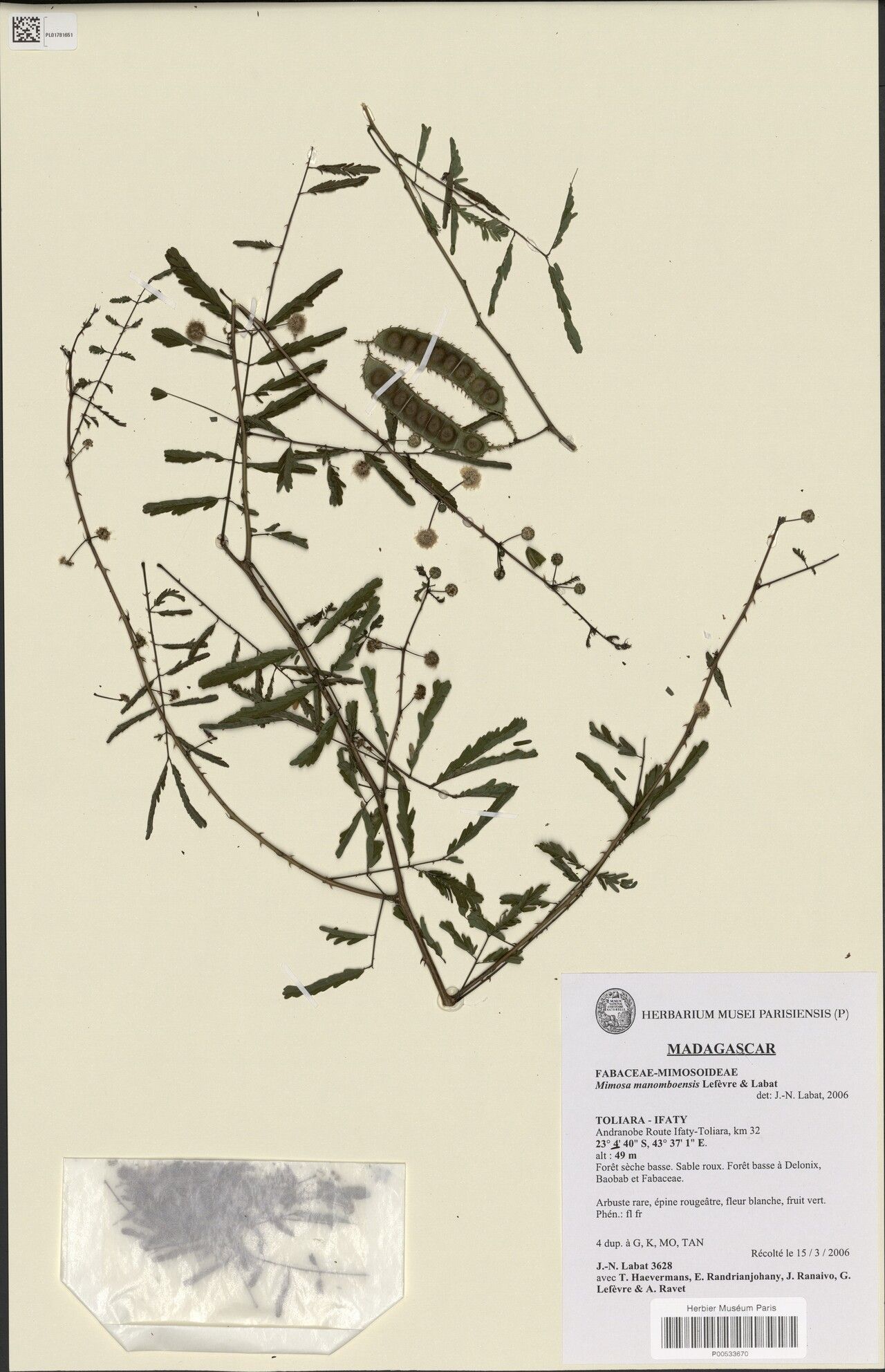 Mimosa manomboensis — search result for 'Mimosa'