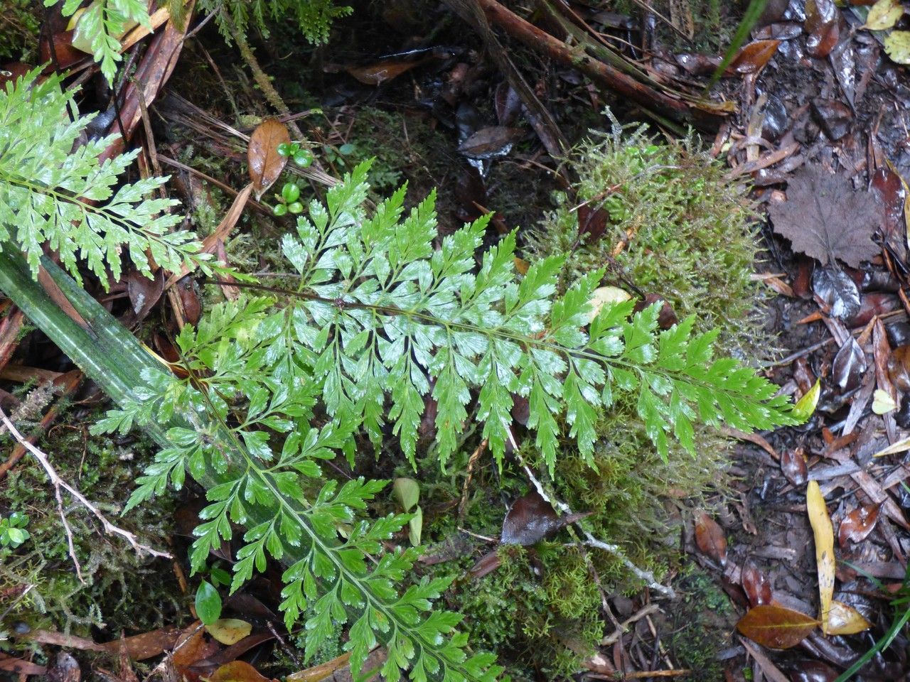 Asplenium affine — houseplant care guide
