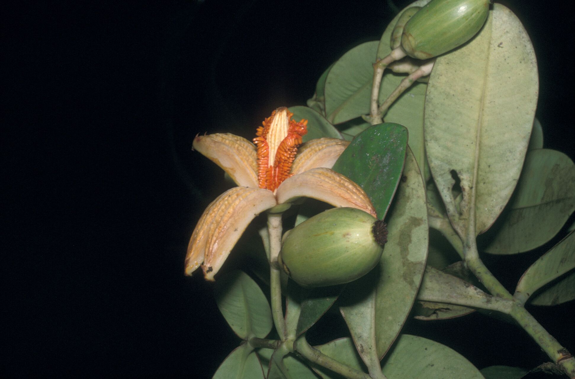 Clusia cuneata fruit