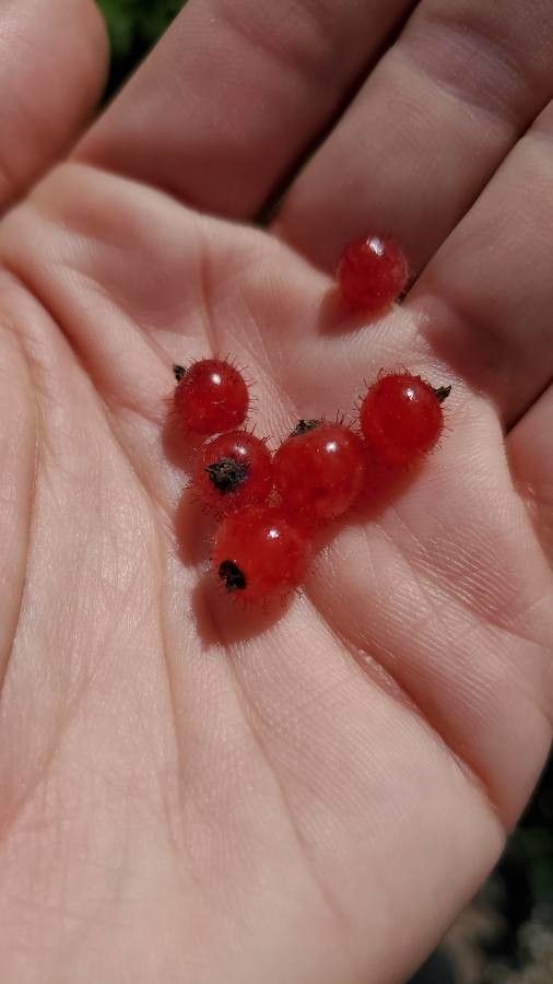 Ribes montigenum fruit