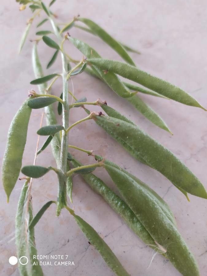 Cleome arabica fruit