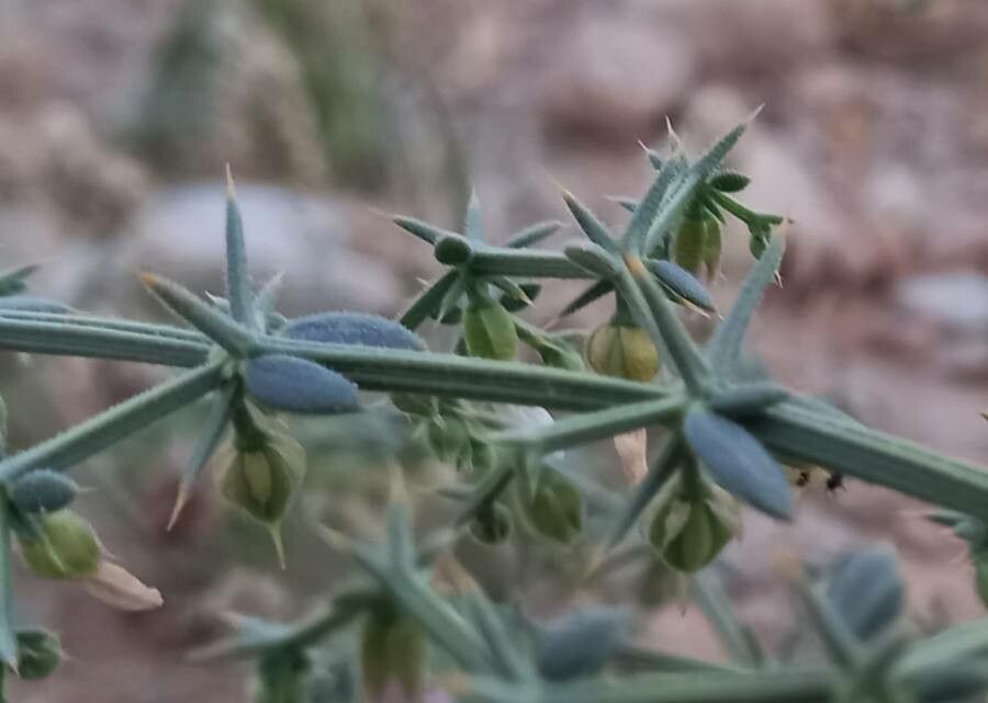 Fagonia zilloides leaf