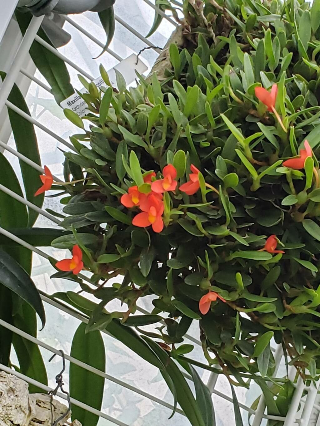 Maxillaria sophronitis flower
