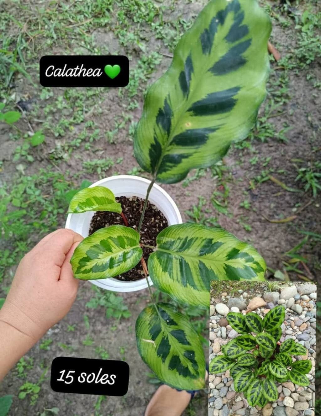 Goeppertia contrafenestra — search result for 'Goeppertia'