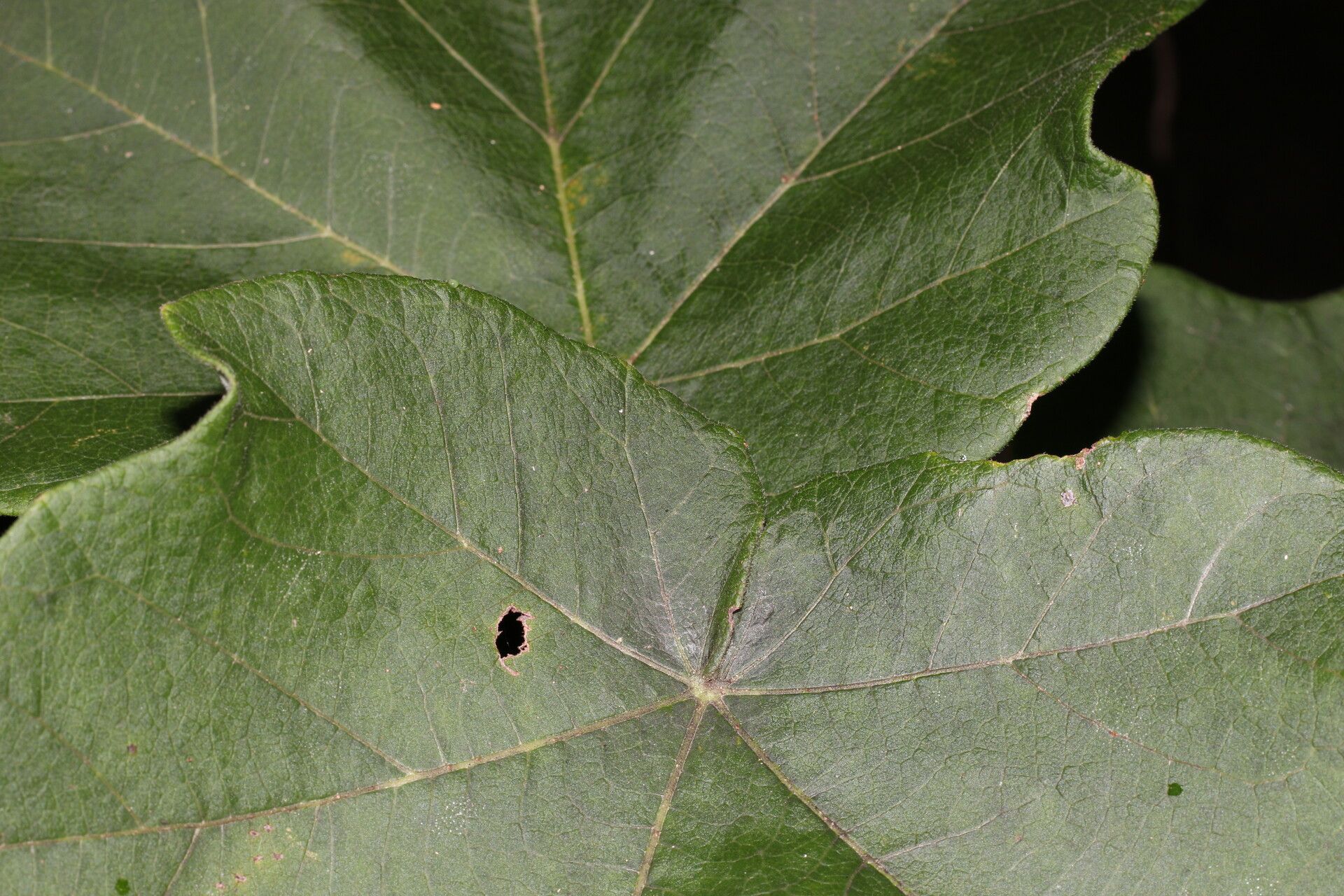 Jatropha costaricensis leaf