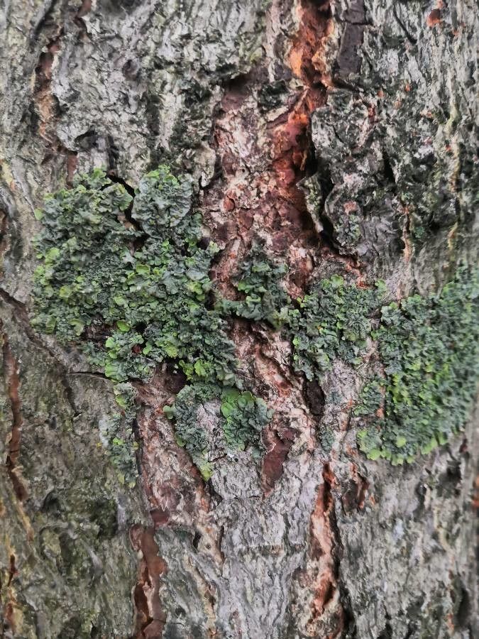 Castanea × neglecta bark