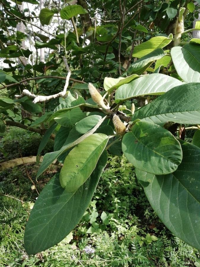 Magnolia delavayi flower