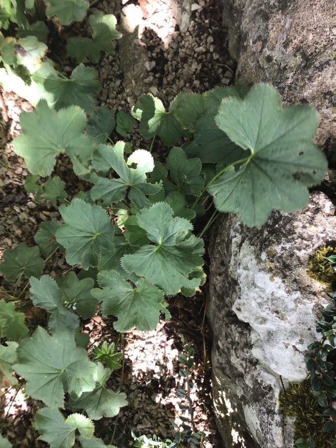 Alchemilla straminea — houseplant care guide