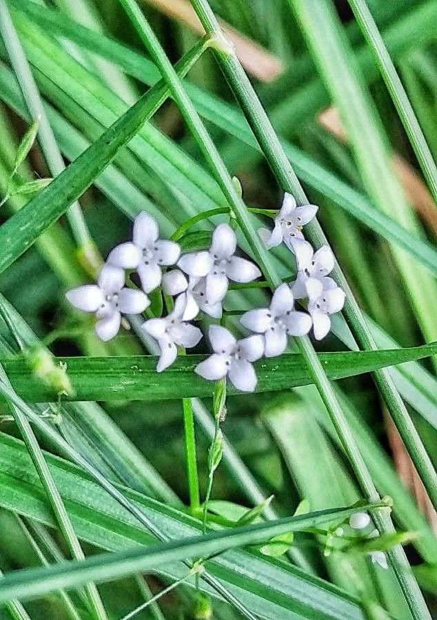 Galium palustre flower