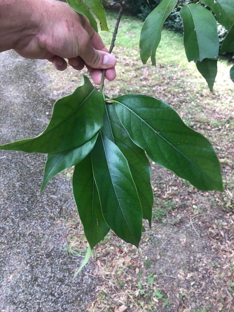 Lithocarpus dealbatus — search result for 'Lithocarpus'