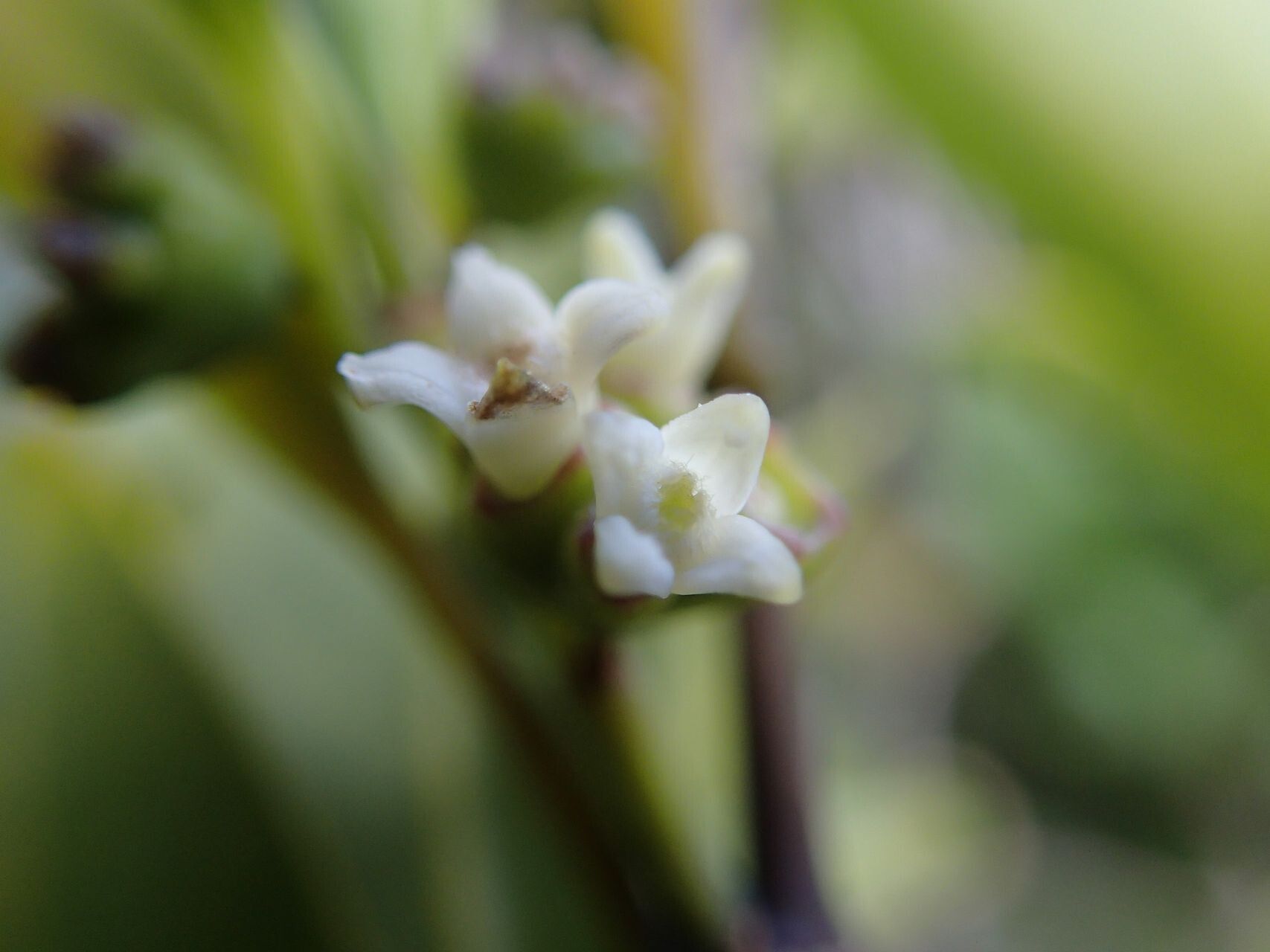 Gynochthodes phyllireoides — houseplant care guide