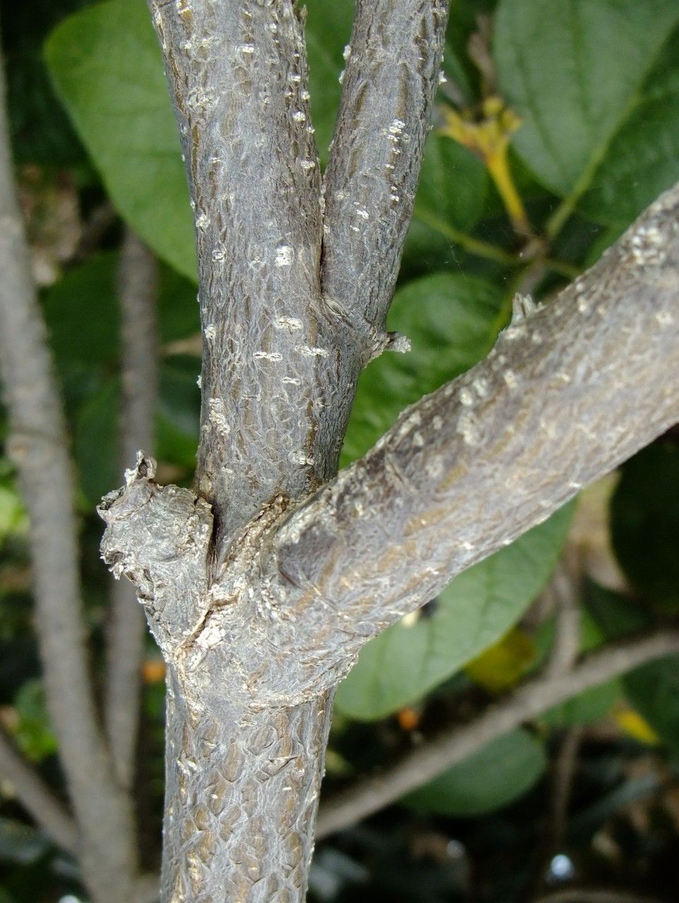 Euphorbia fulgens bark
