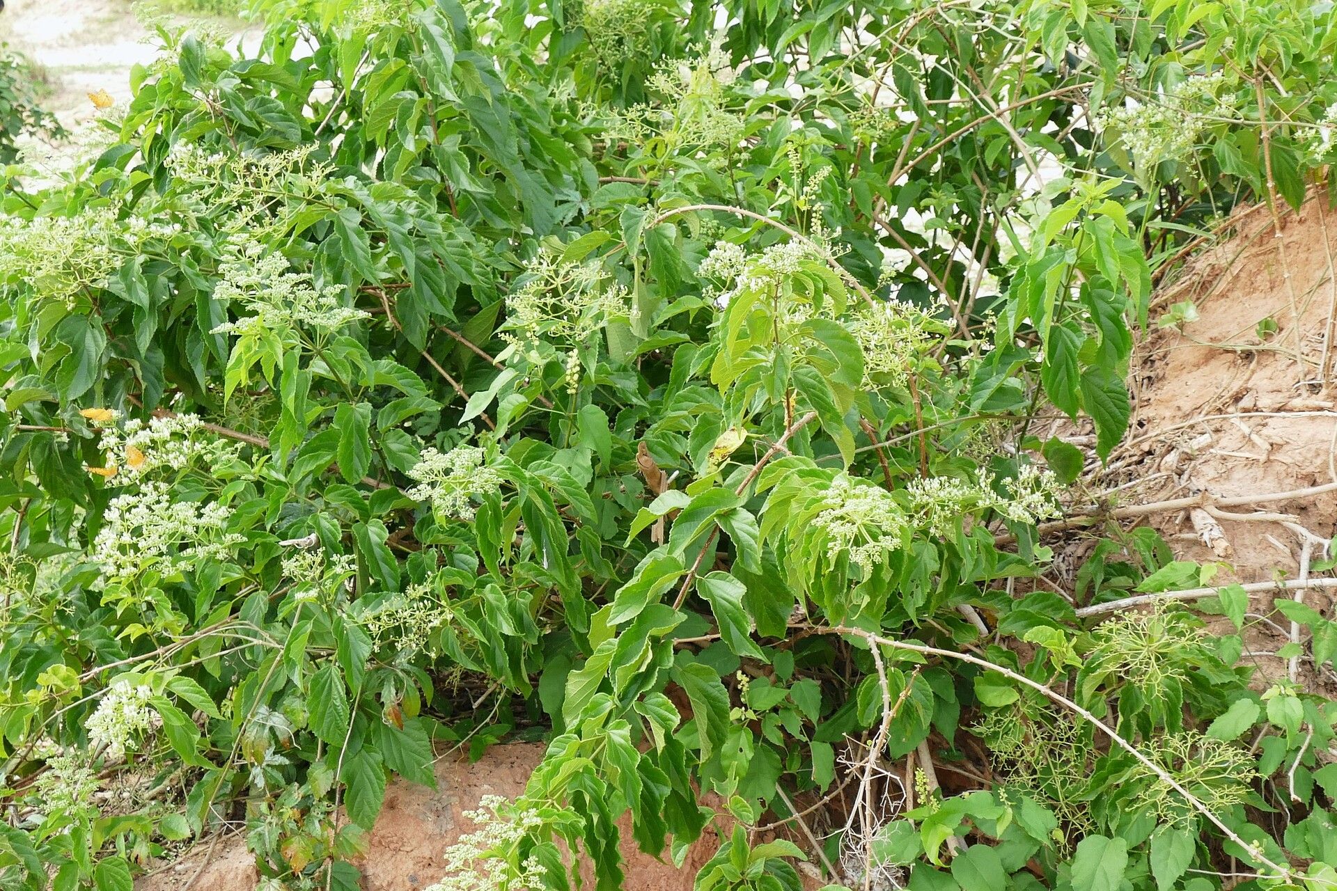 Premna quadrifolia habit