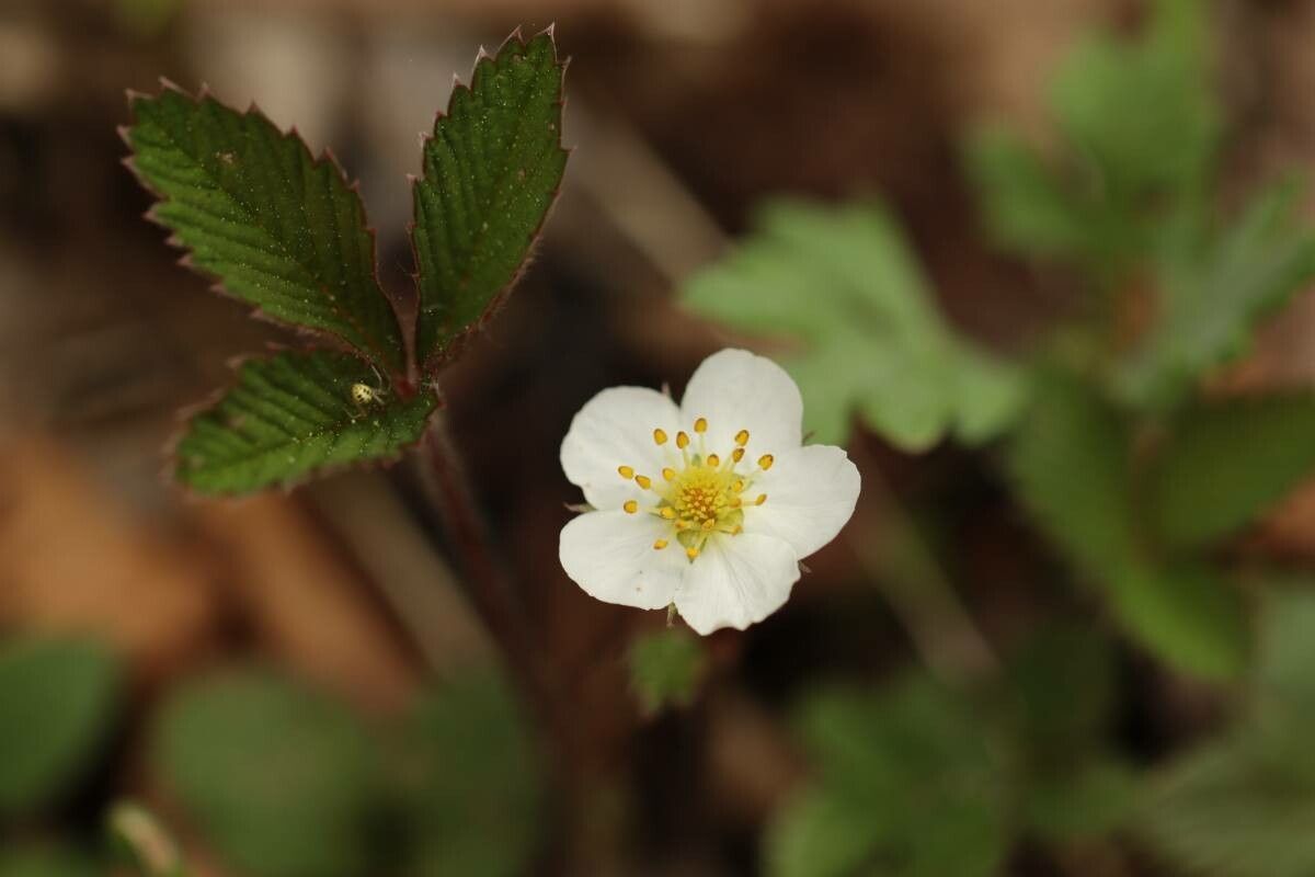 Fragaria nipponica