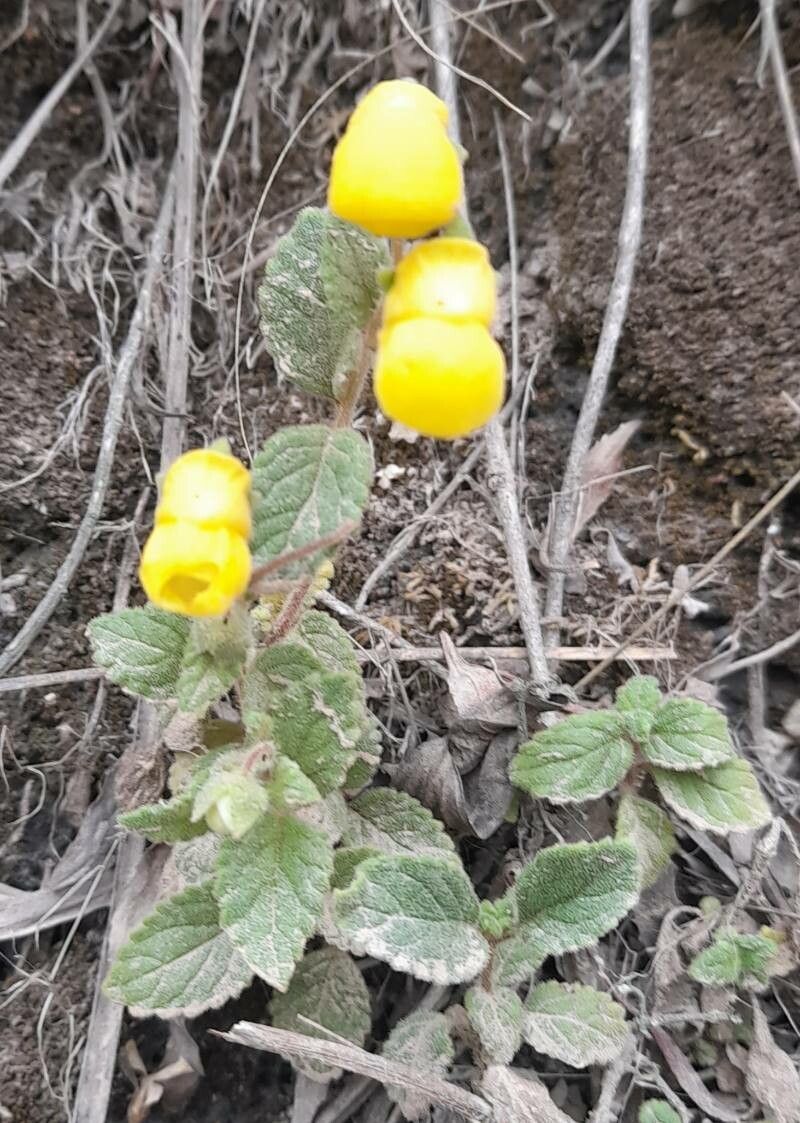 Calceolaria elatior habit