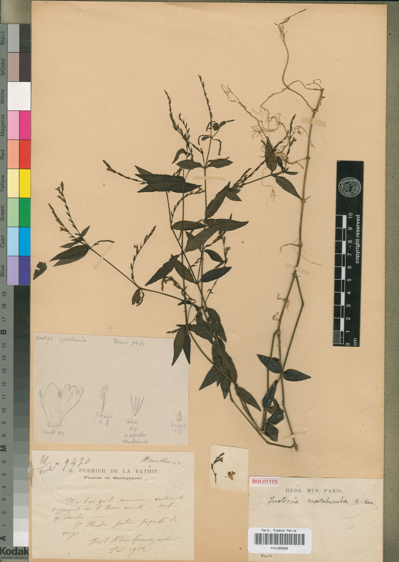 Justicia reptabunda — houseplant care guide