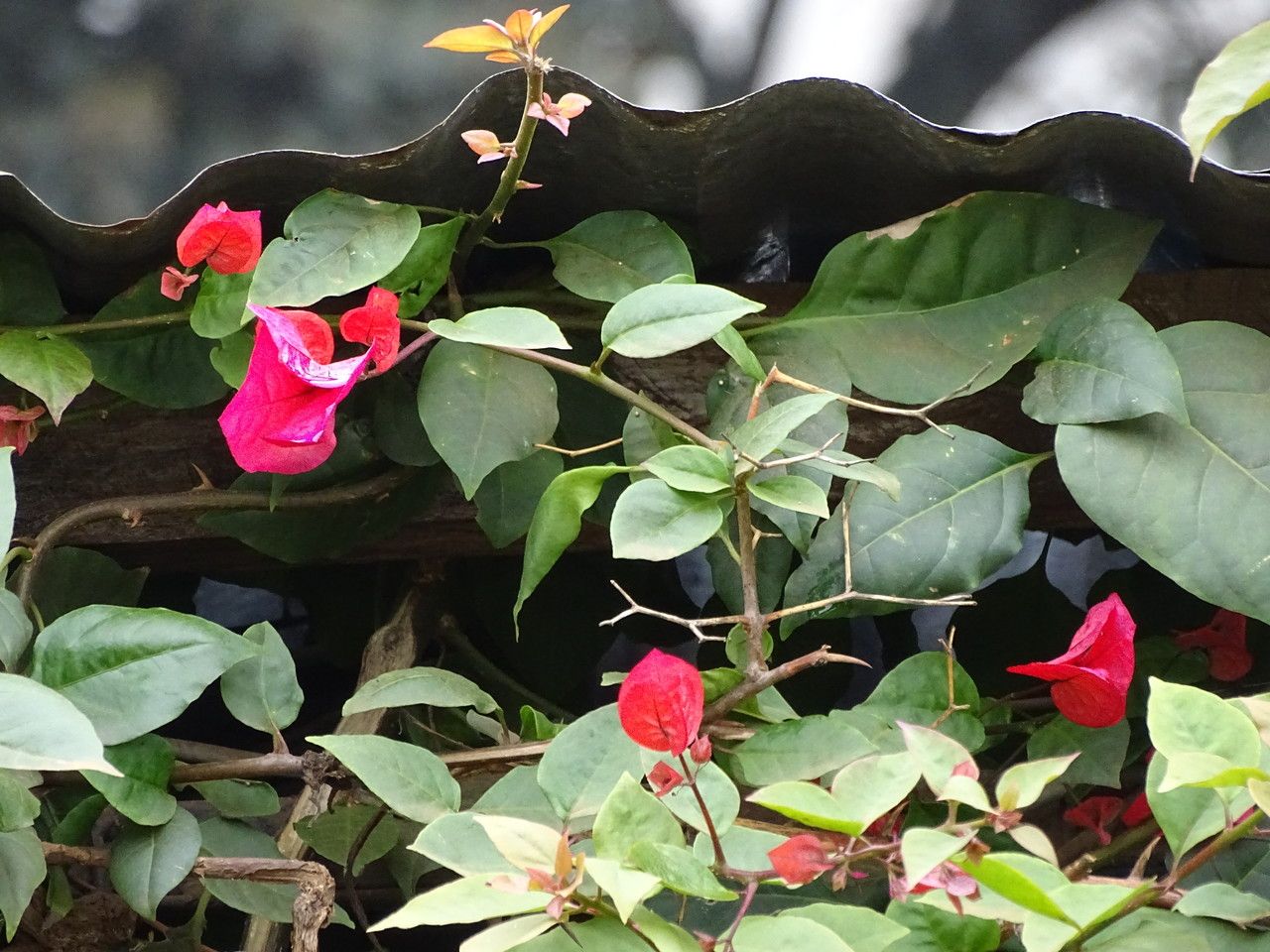 Bougainvillea buttiana