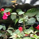 Bougainvillea buttiana
