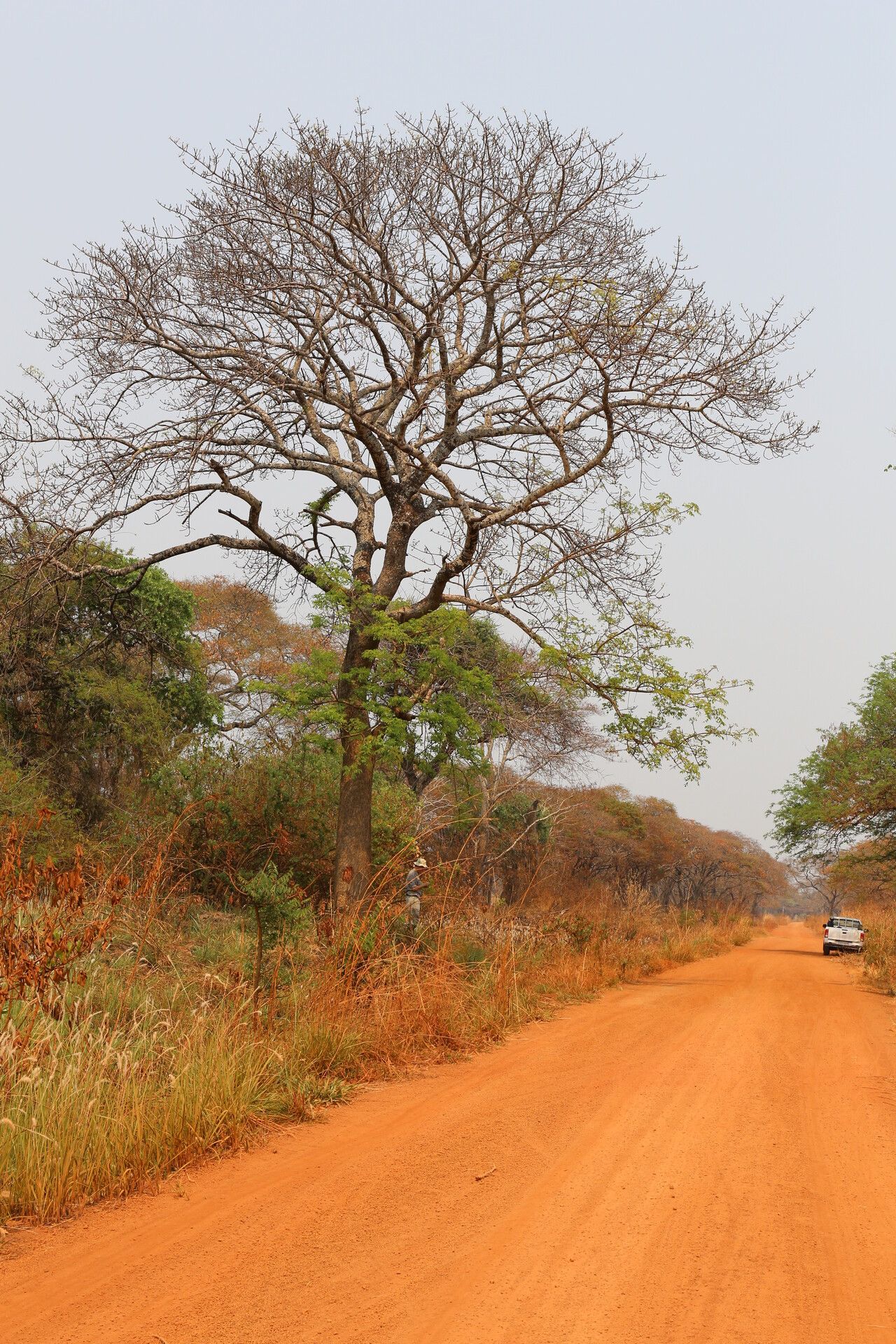 Lannea asymmetrica habit