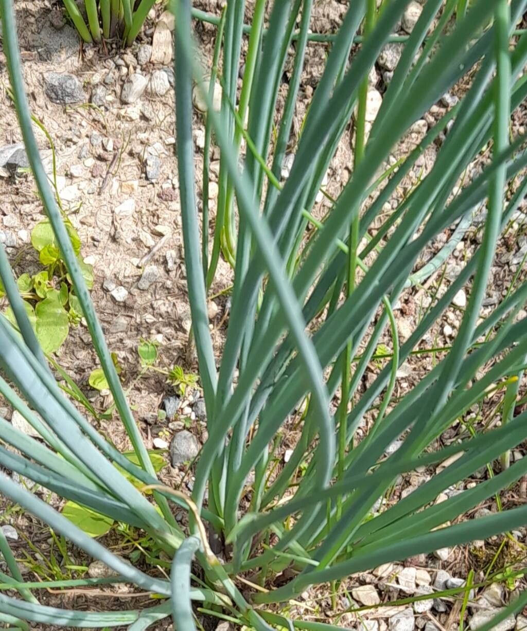 Allium ledebourianum — houseplant care guide