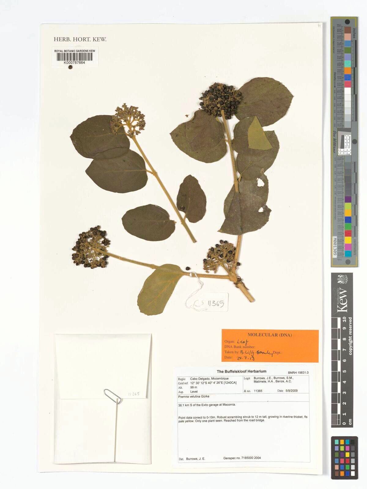 Premna velutina — houseplant care guide