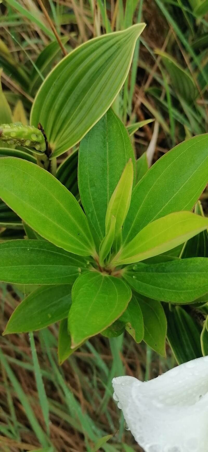 Sobralia chrysostoma — houseplant care guide